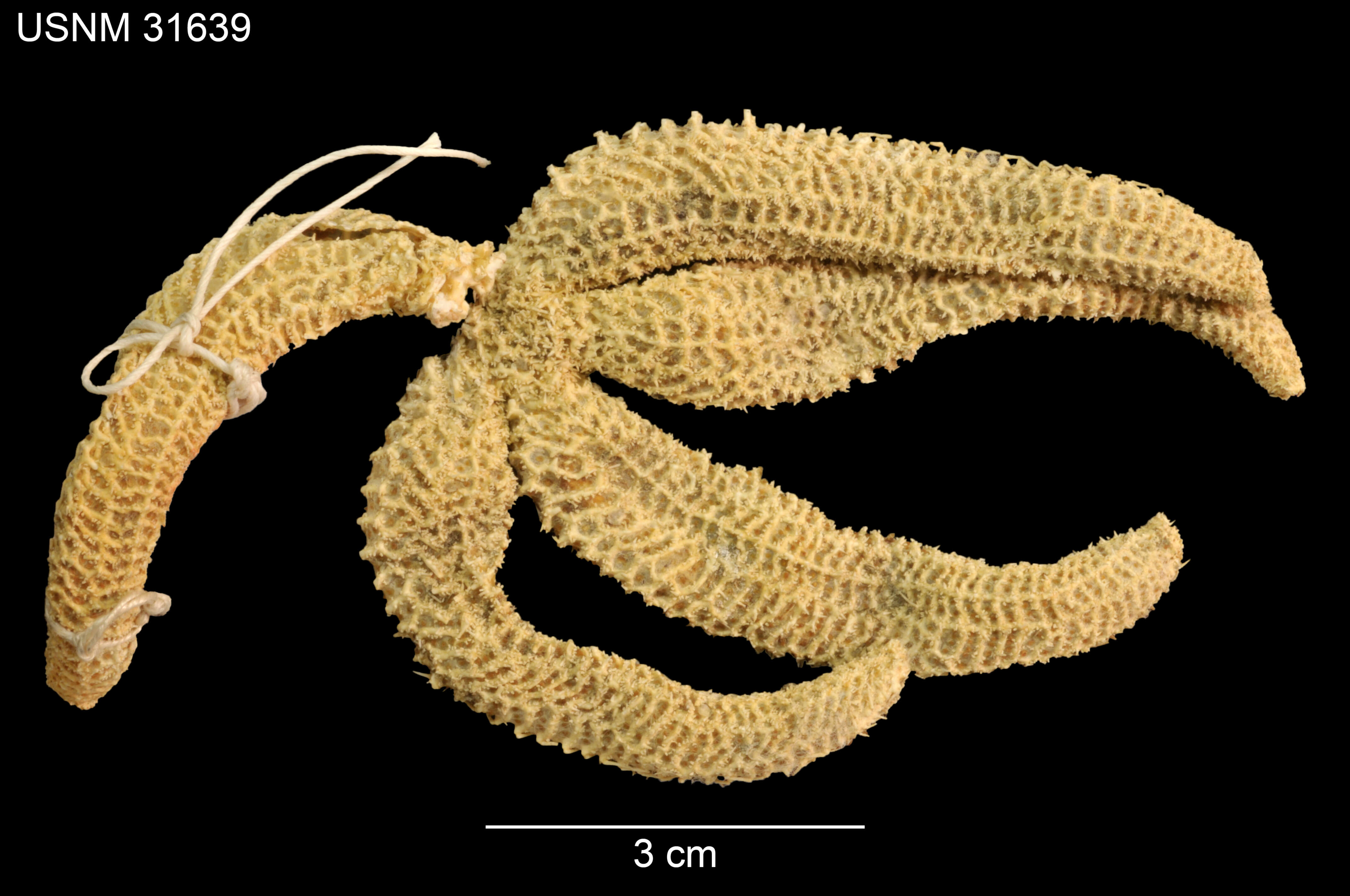 Image of Ampheraster hyperonchus (H. L. Clark 1913)