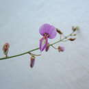 Image of panicledleaf ticktrefoil