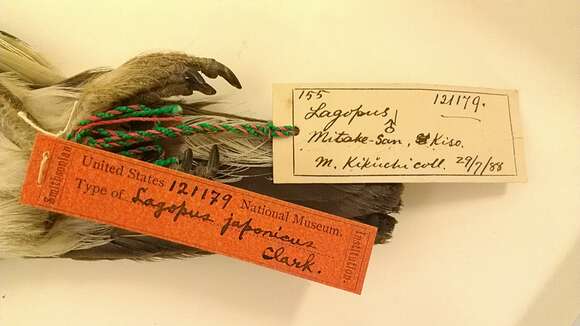 Image of Lagopus muta japonica Clark & AH 1907