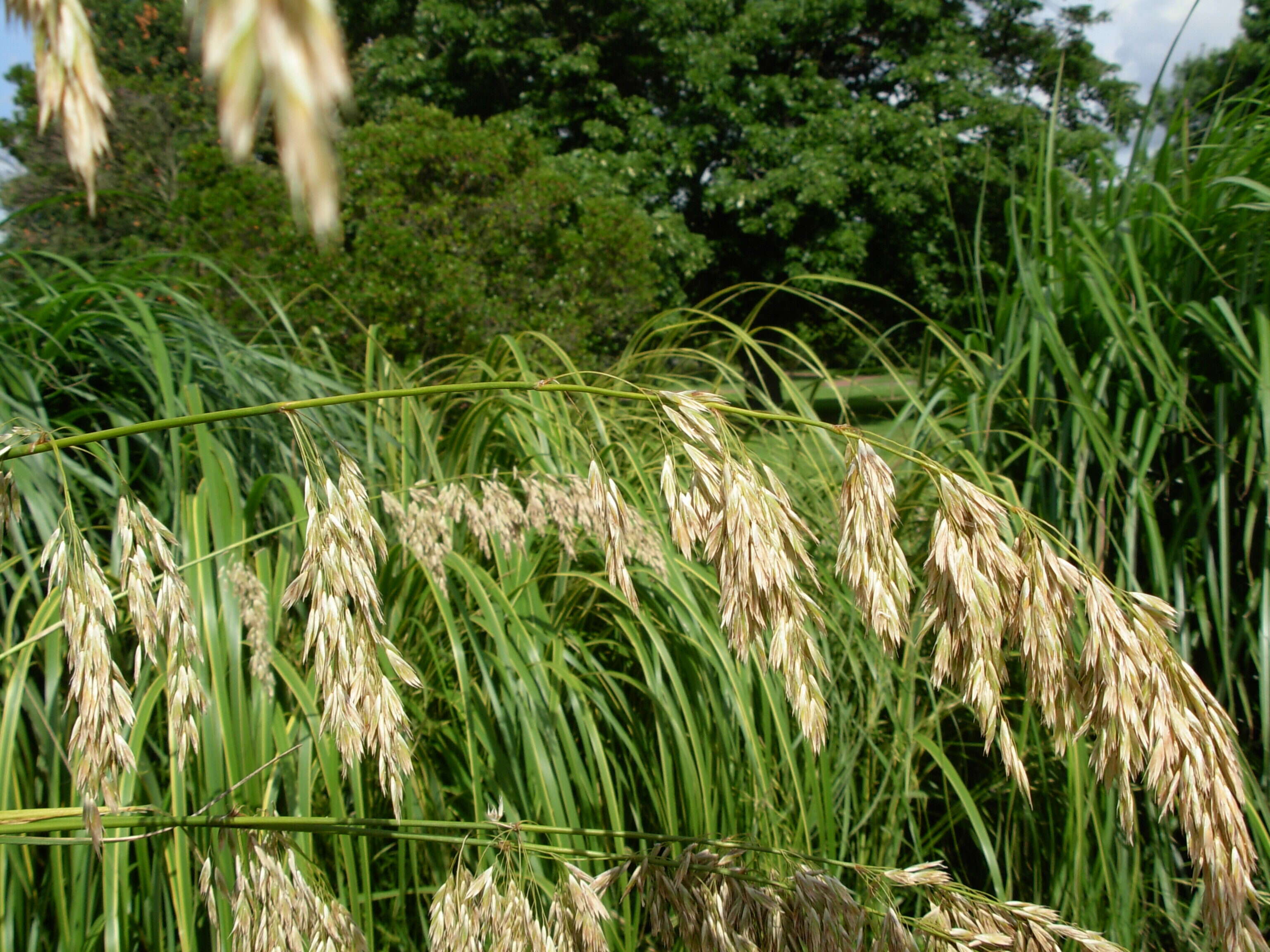 Image of Mauritanian grass