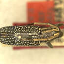 Image of Paraphemone multimaculata Gressitt 1935