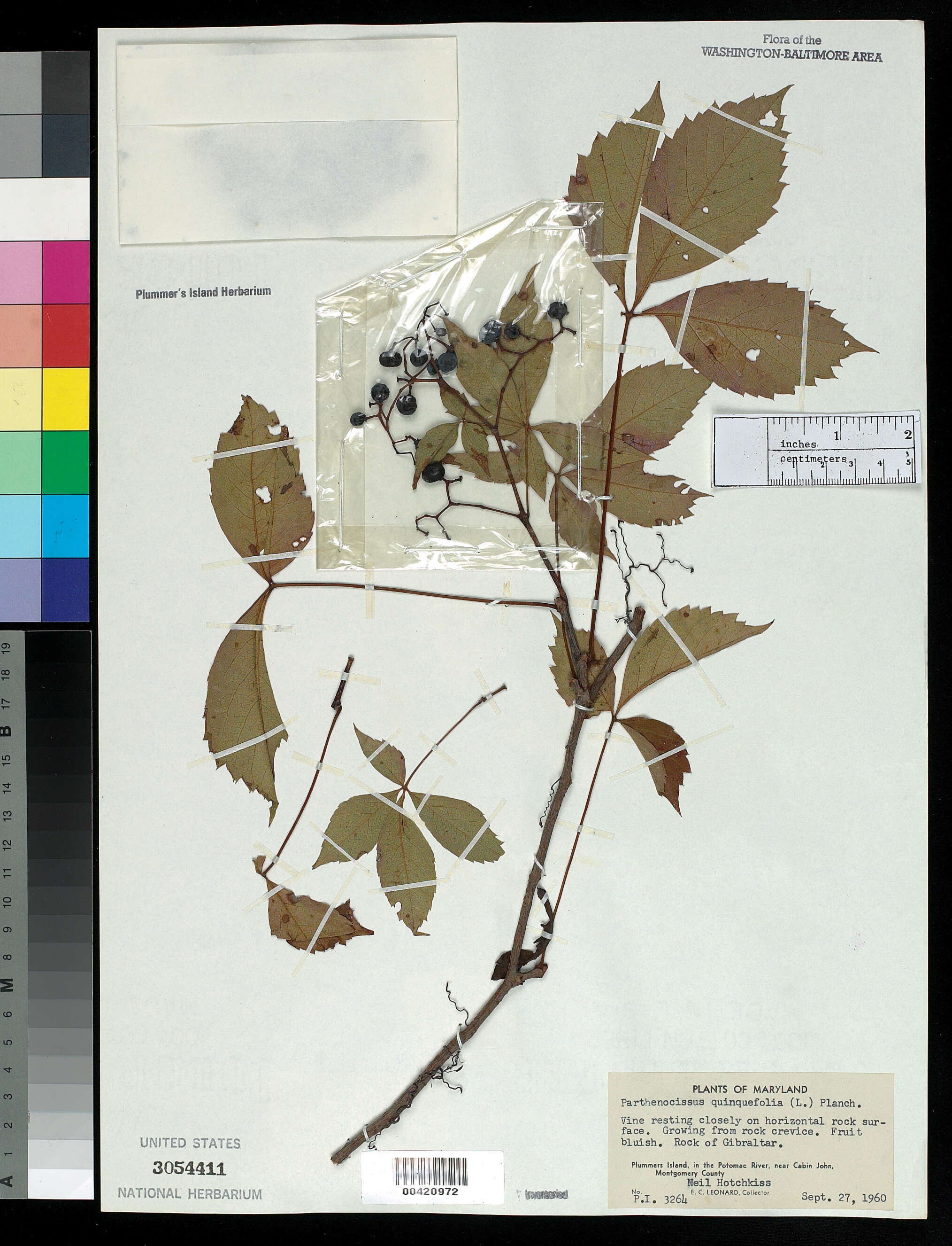 Image of Virginia creeper