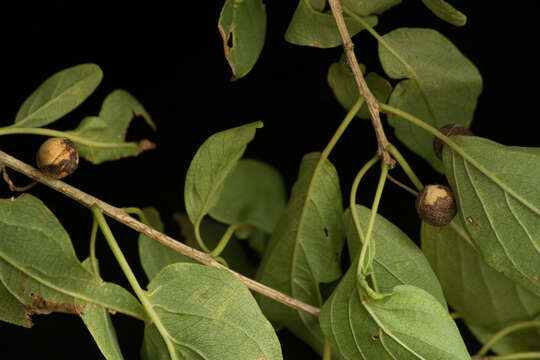 Image de Colubrina elliptica (Sw.) Briz. & W. L. Stern