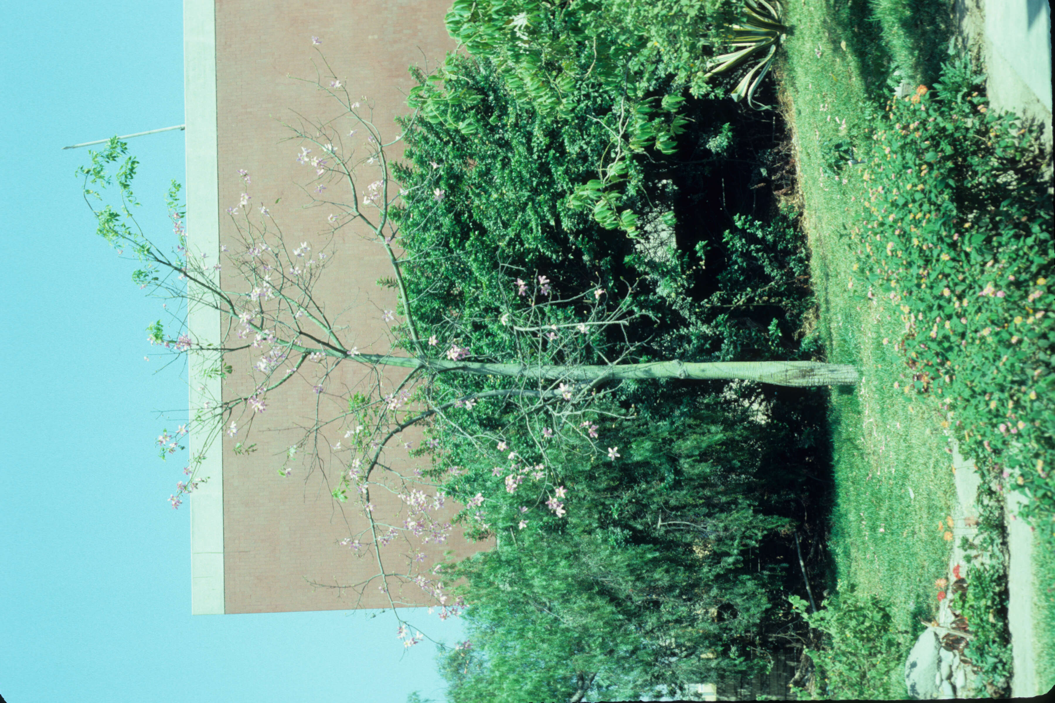 Image of Pink kapok tree