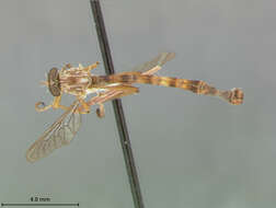 Image of Leptogaster patula Martin 1957