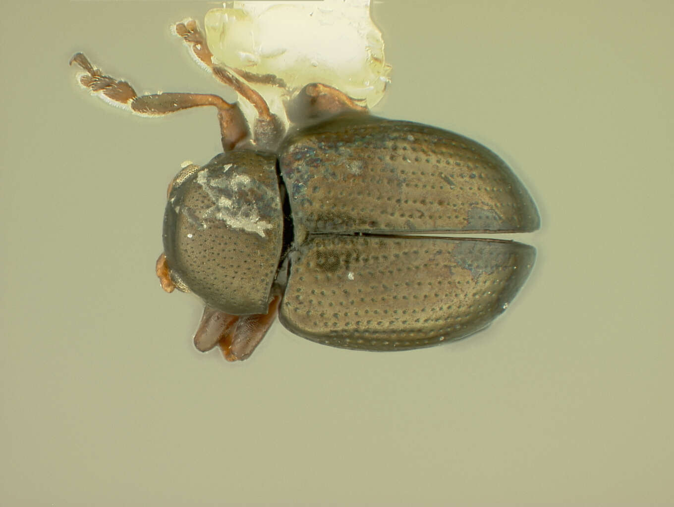 Image of Chaetocnema anisota R. White 1996