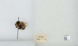 Image of Frigid Bumble Bee