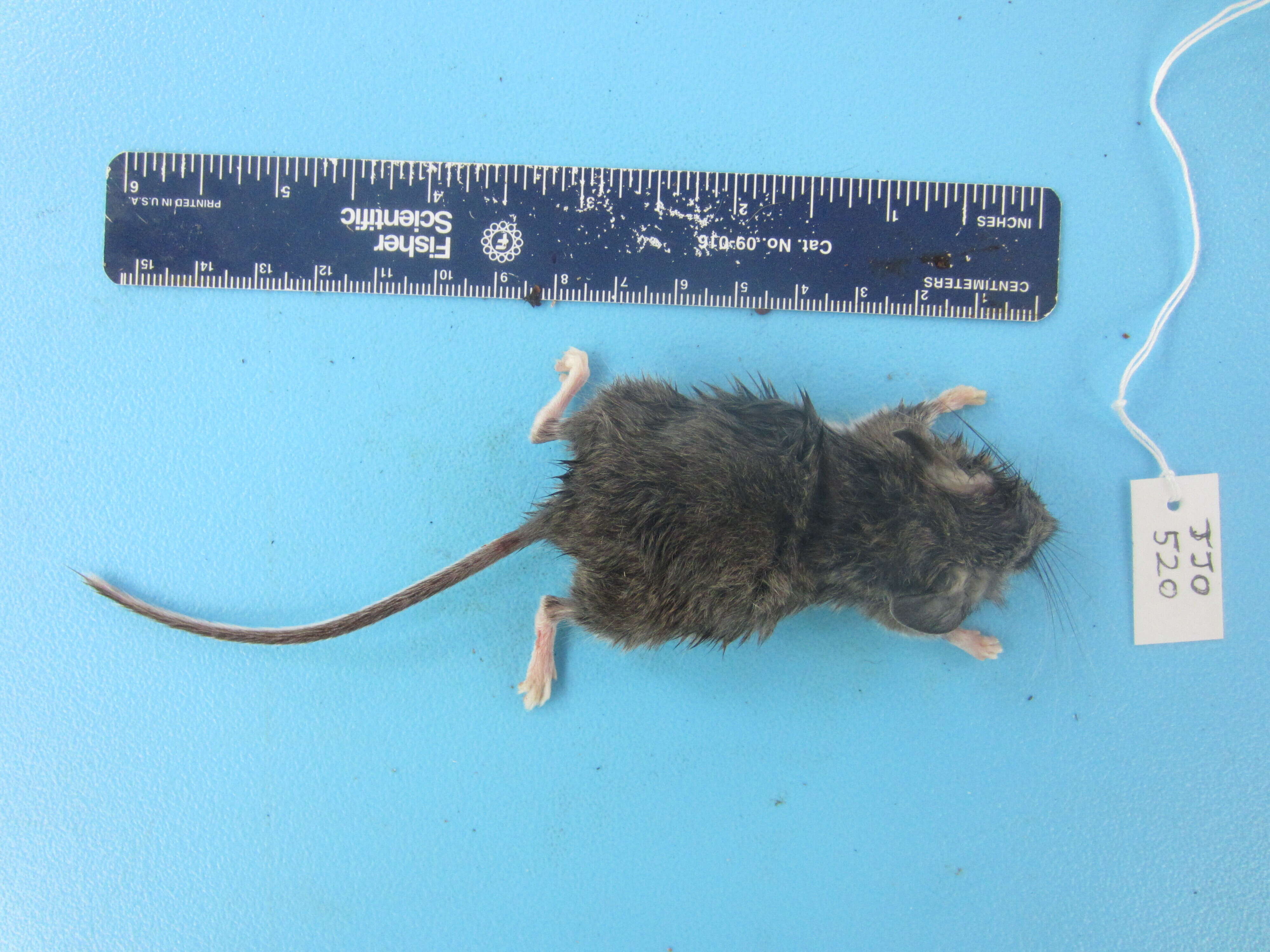 Image of Deer Mouse