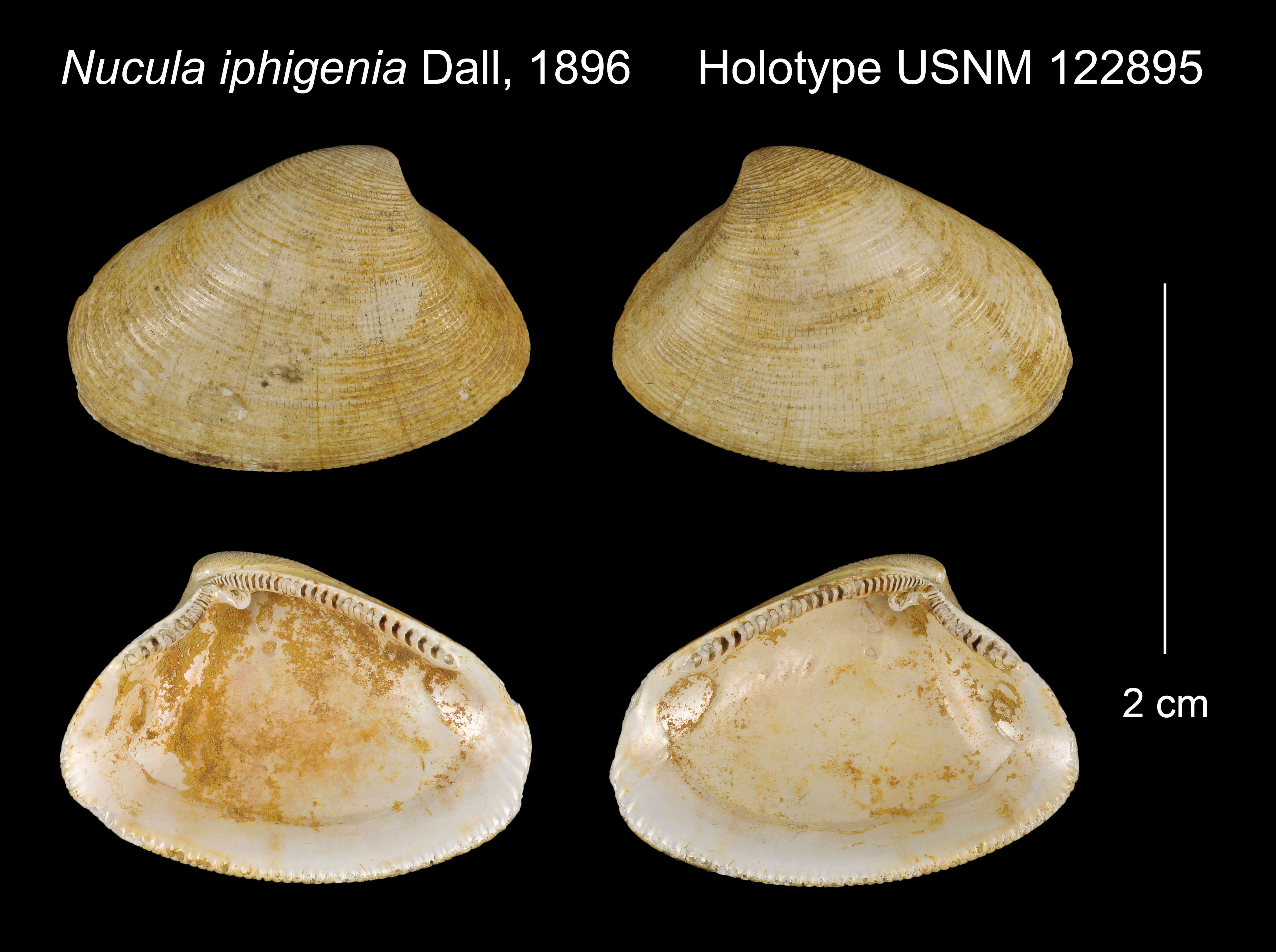 Image of Nucula iphigenia Dall 1896