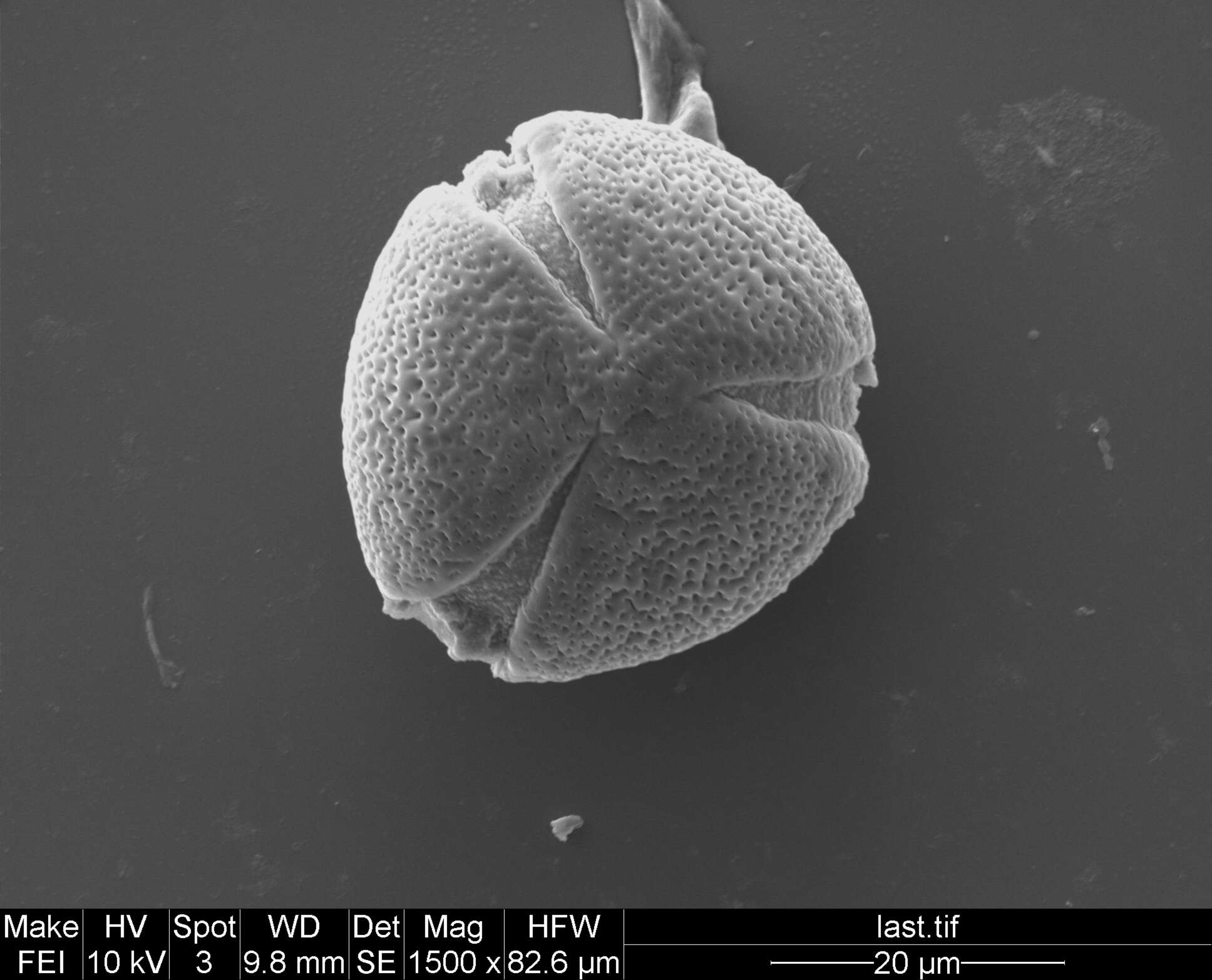 Image of Staphylea colchica Stev.