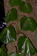 Слика од Begonia convolvulacea (Klotzsch) A. DC.