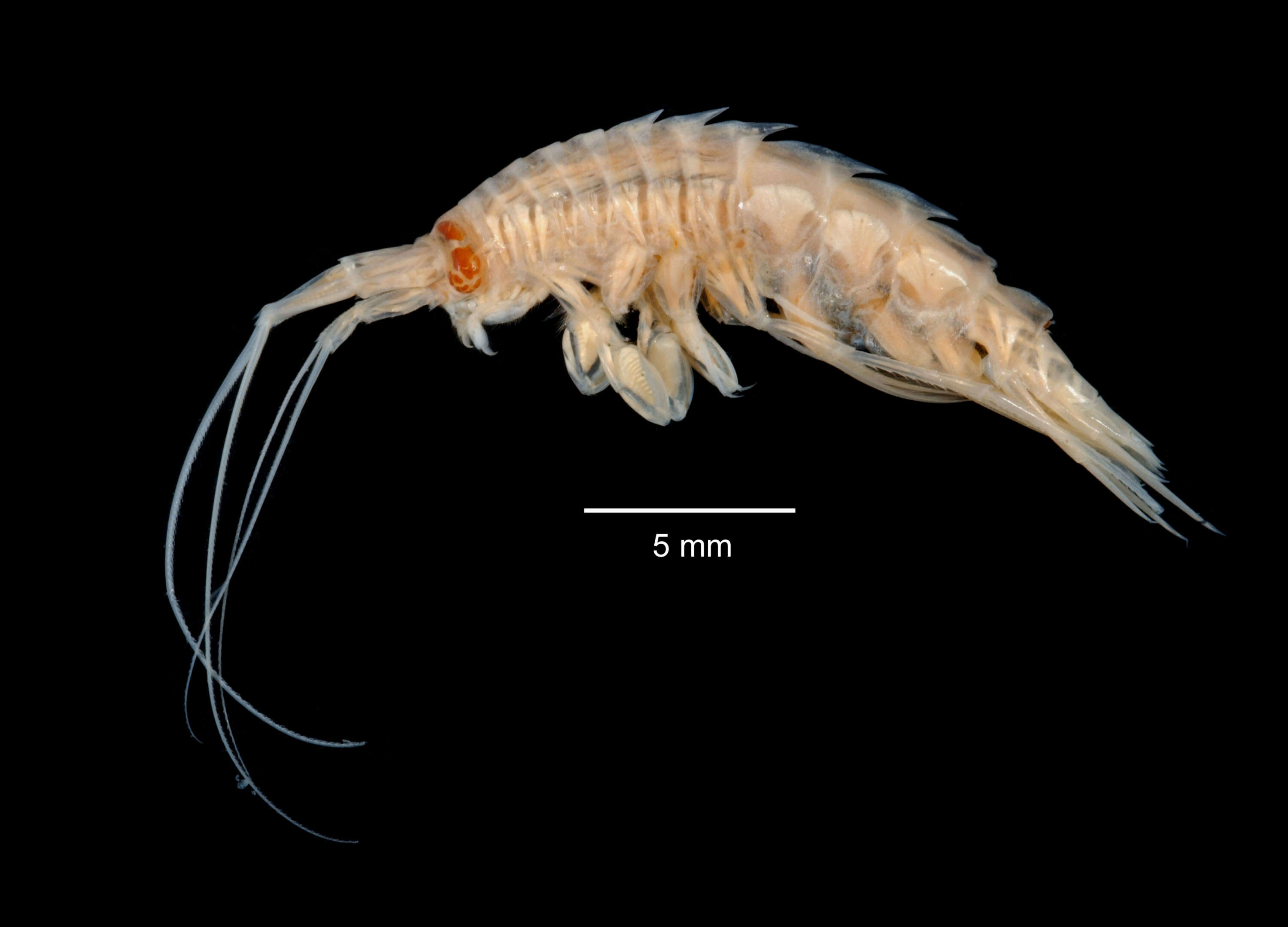 Image of Eusiridae