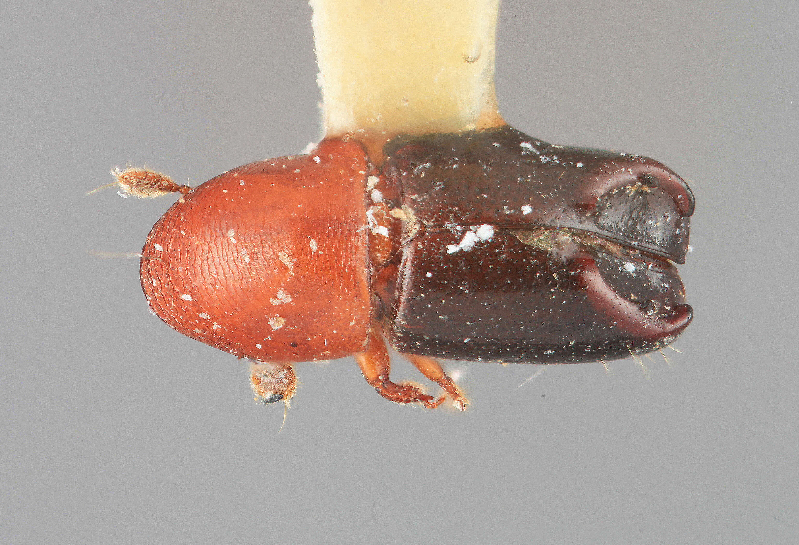 Image of Tricolus rufithorax Wood 1974