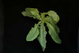 Image of common sowthistle