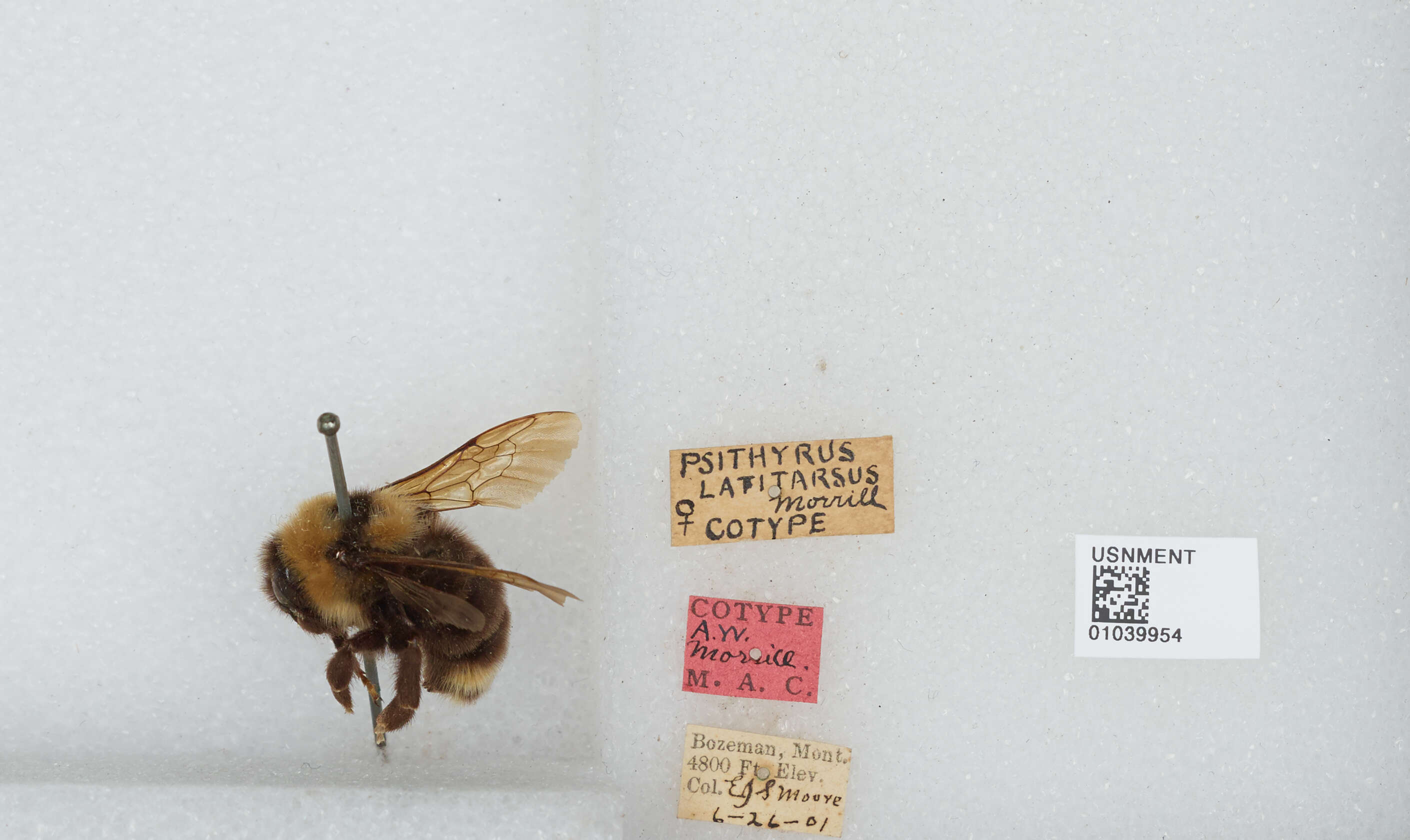 Image of Suckley Cuckoo Bumble Bee