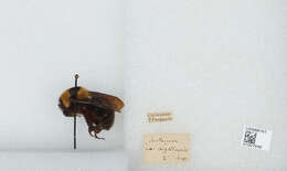 Слика од Bombus argillaceus (Scopoli 1763)