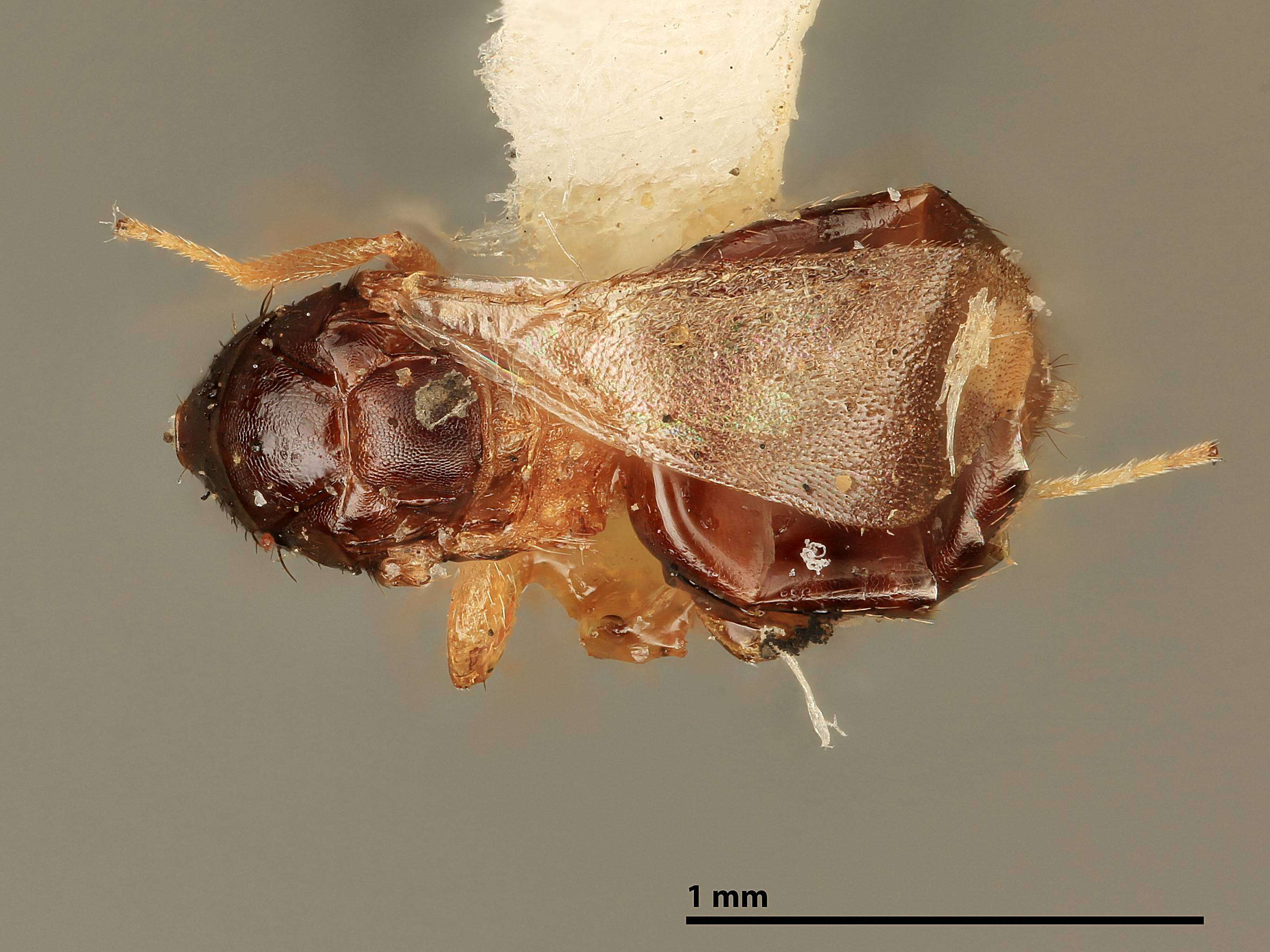 Image of Tetrastichomyia orgyiae Girault 1916