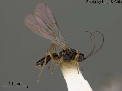 Image of Chorebus aquaticus Muesebeck 1950