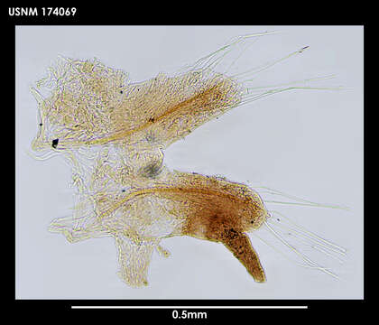 Image of Micronereis antarctica Rozbaczylo, Canahuire & Ojeda 1996