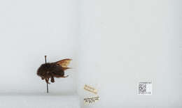 Image of Bombus atripes Smith 1852