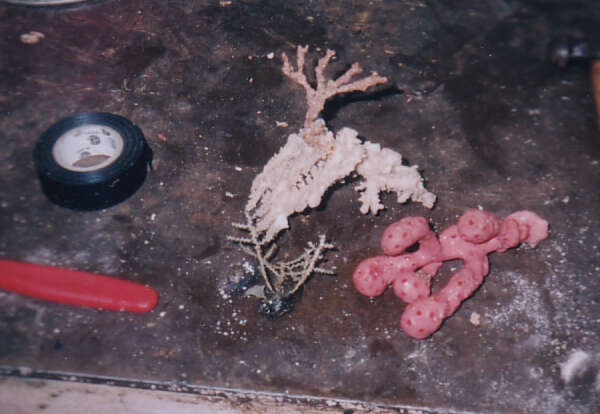 Image of Bubblegum coral