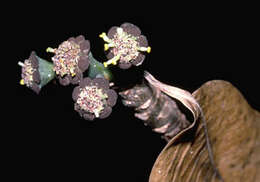 Sivun Euphorbia haeleeleana Herbst kuva