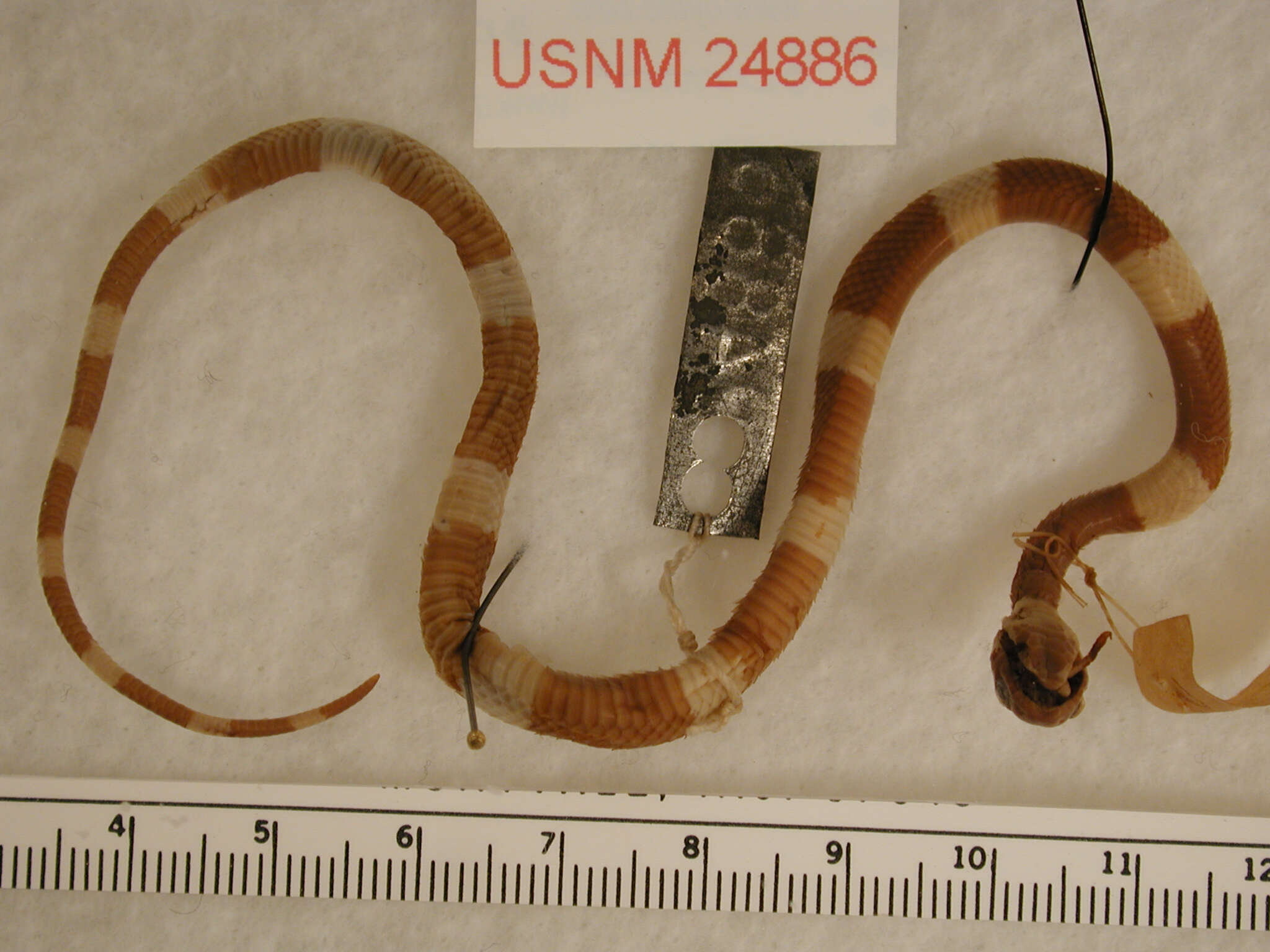 Image of Snail-eating Thirst Snake