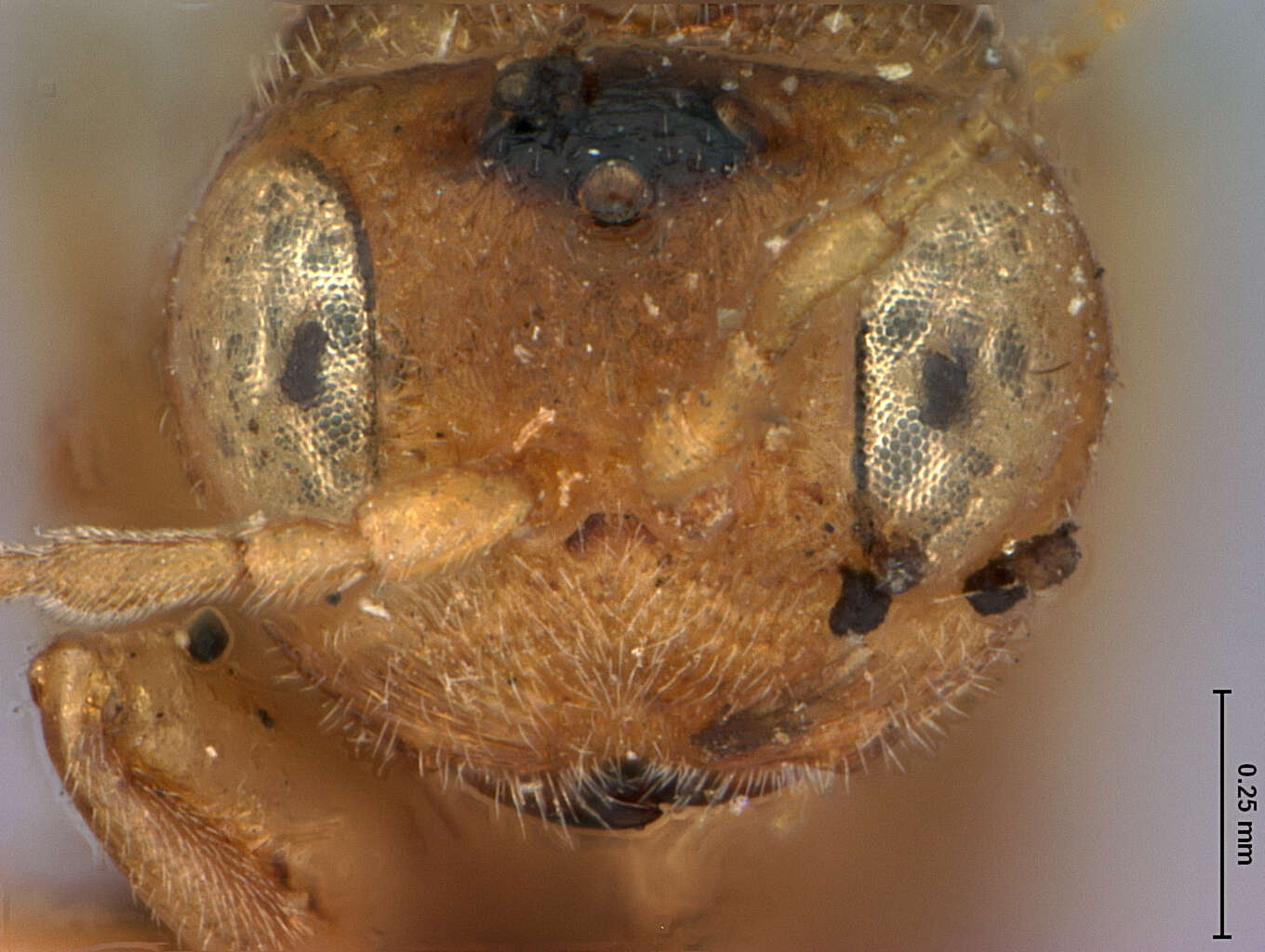 Image of Synergus bicolor Ashmead 1885