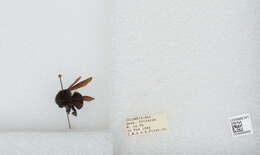 Image of Bombus pullatus Franklin 1913