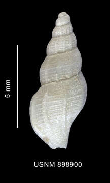 Image of Probuccinum costatum Thiele 1912