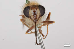 Image of Brachymyia lupina Williston 1882