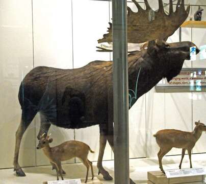 Image of Elk