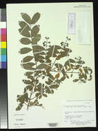 Plancia ëd Ligustrum ovalifolium Hassk.