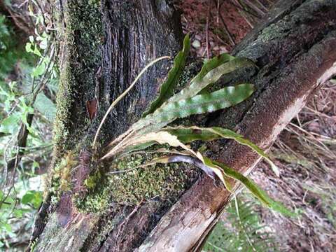 Elaphoglossum paleaceum (Hook. & Grev.) Sledge resmi