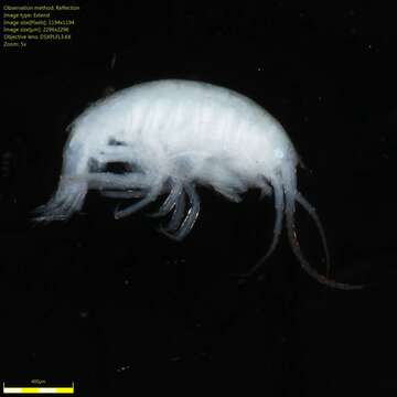 Image of Amphipoda