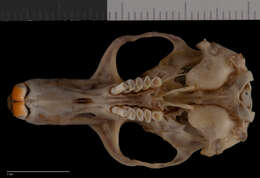 Image of Tenino pocket gopher