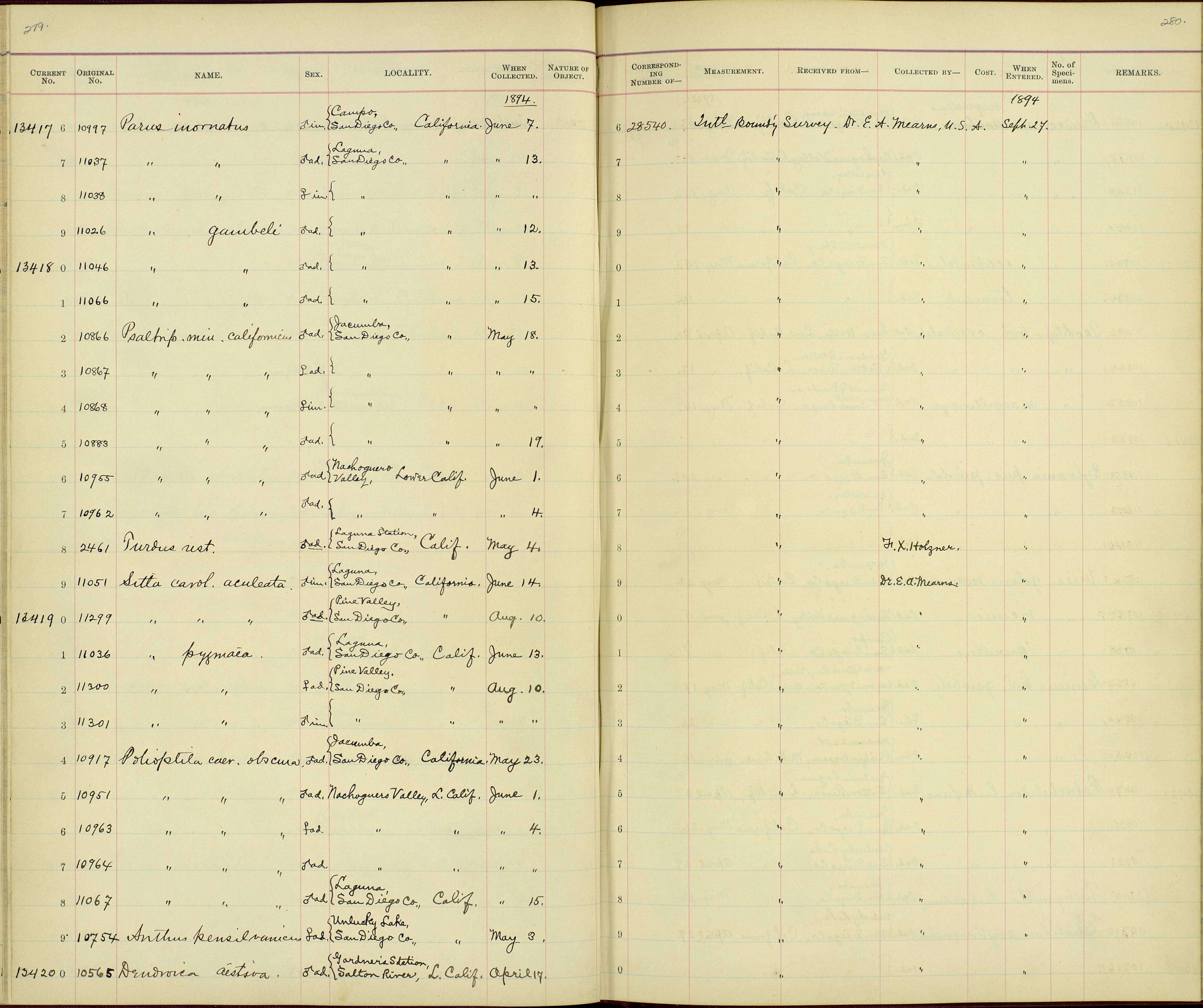 Psaltriparus minimus melanurus Grinnell & Swarth 1926的圖片