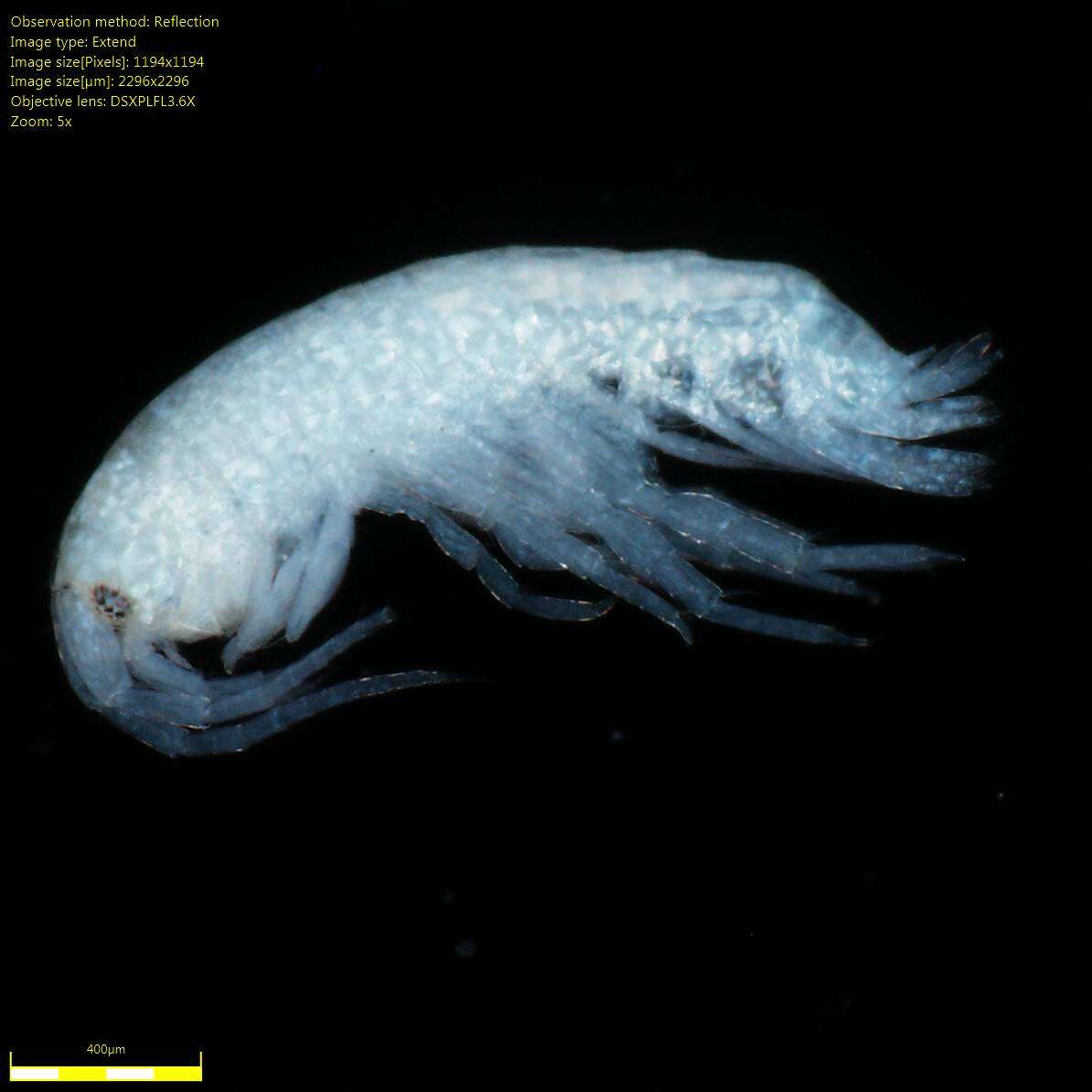 Image of Amphipoda