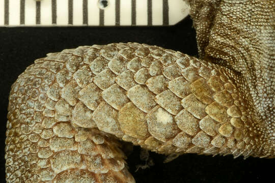 Image of Holmberg's Desert Tegu