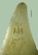 Image of Placobdella translucens (Sawyer & Shelley 1976)