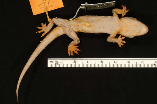 Image of Jerdon’s Gecko