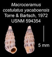 Image of Macroceramus costulatus yacaboensis C. Torre & Bartsch 2008