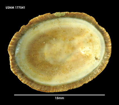 Sivun Scurria variabilis (G. B. Sowerby I 1839) kuva