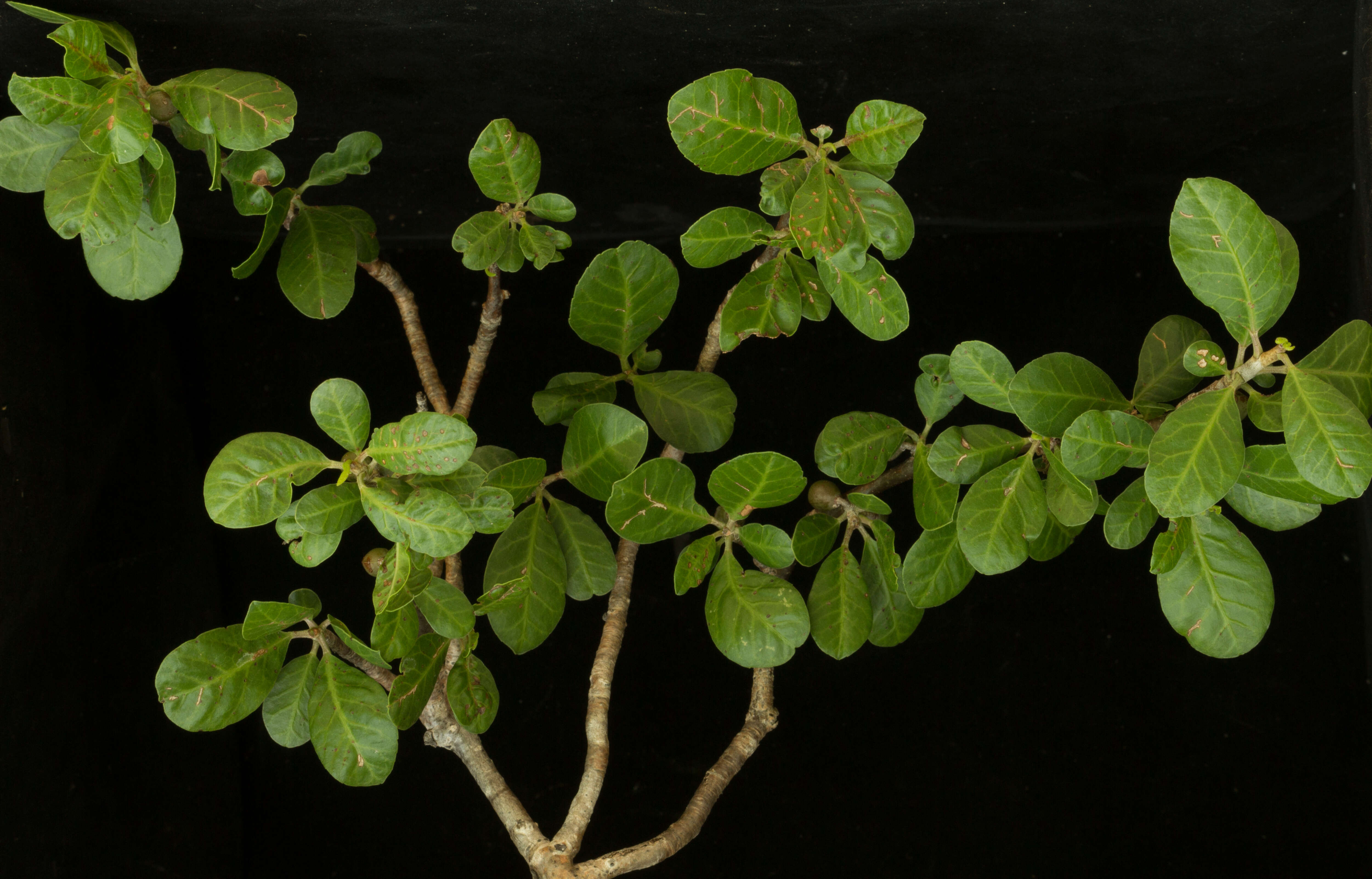 Image of Bursera schlechtendalii Engl.