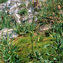 Image of Poa planifolia Kuntze