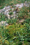 Image of Poa planifolia Kuntze