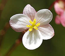 Image of Puerto Rico Begonia