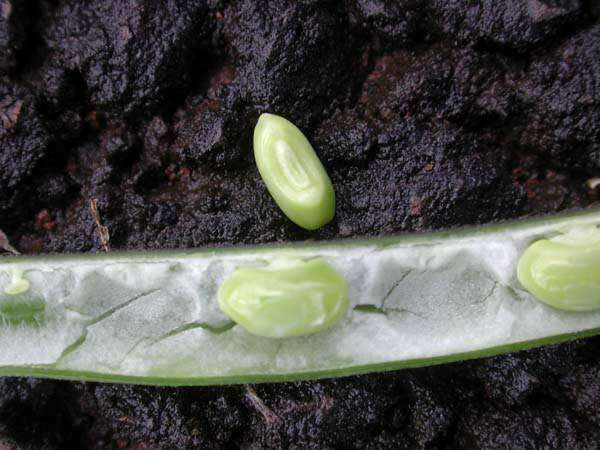 Image of zombi pea