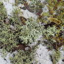Image of Cladonia perforata A. Evans