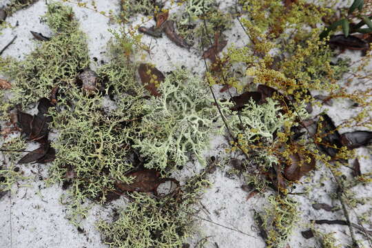 Image of Cladonia perforata A. Evans